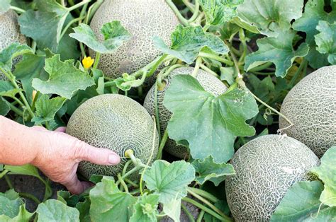 Sow and grow melon